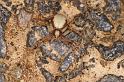 Philodromus_aureolus_D4890_Z_89_Les Gris_Frankrijk